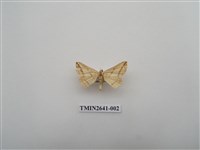 藏品(尺蛾169)的圖片